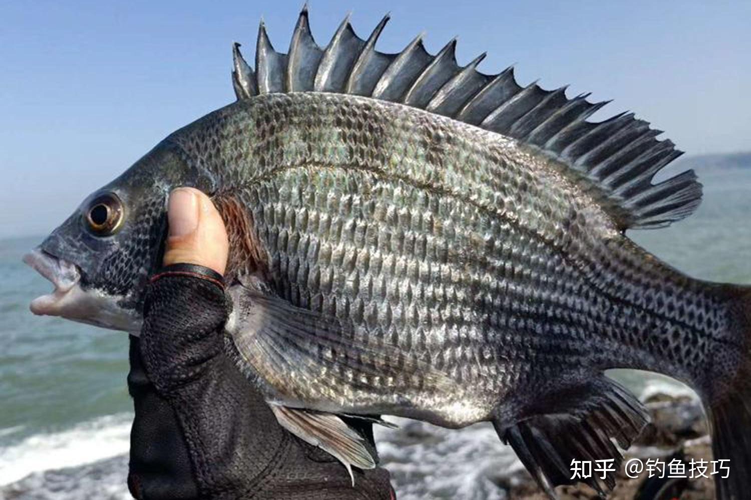 釣黑鯛怎樣找魚窩尋找黑鯛魚窩的方法大黑鯛一條接一條地咬鉤