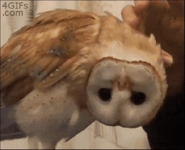 小时候像外星人能从耳朵看到眼球猫头鹰的构造原来这么奇葩
