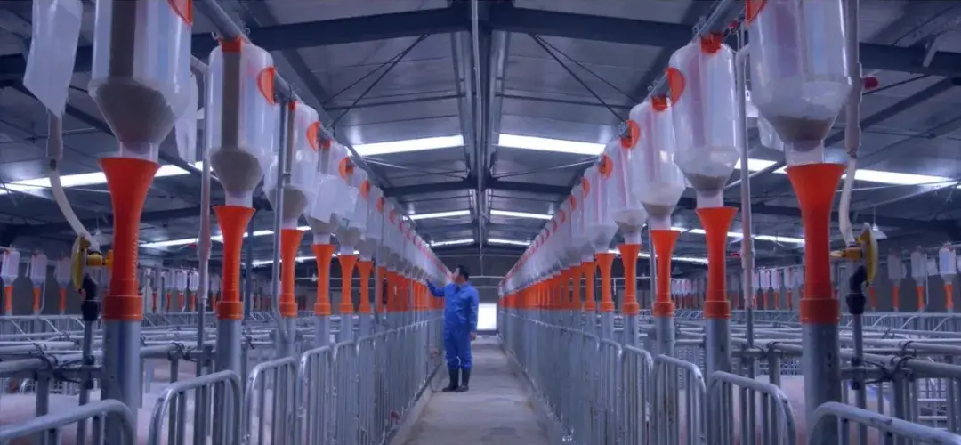 图丨正邦猪场照疾病处理治疗:每天我要做好母猪的保健治疗,防止影响