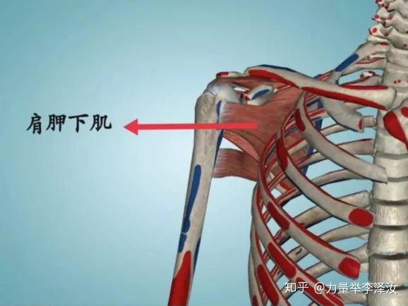 比招财猫训练更有效的肩关节功能强化训练
