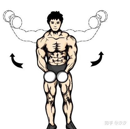 哑铃侧平举：哑铃直臂侧平举图解教程 - 知乎