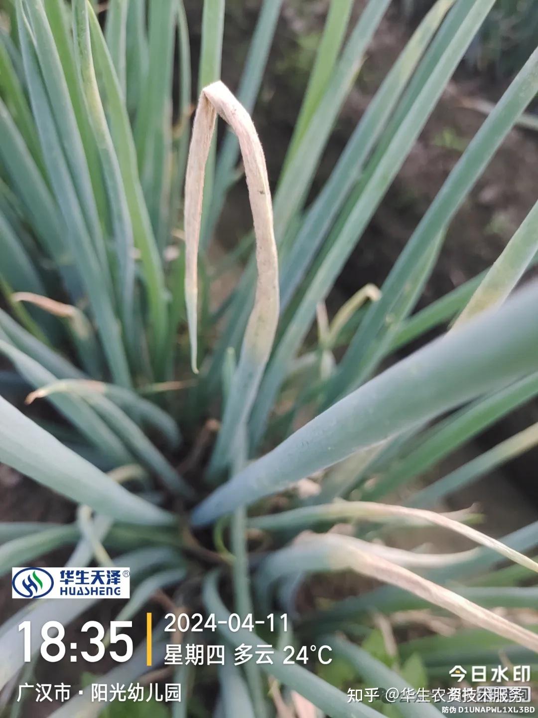 大葱上出现白点怎么办?