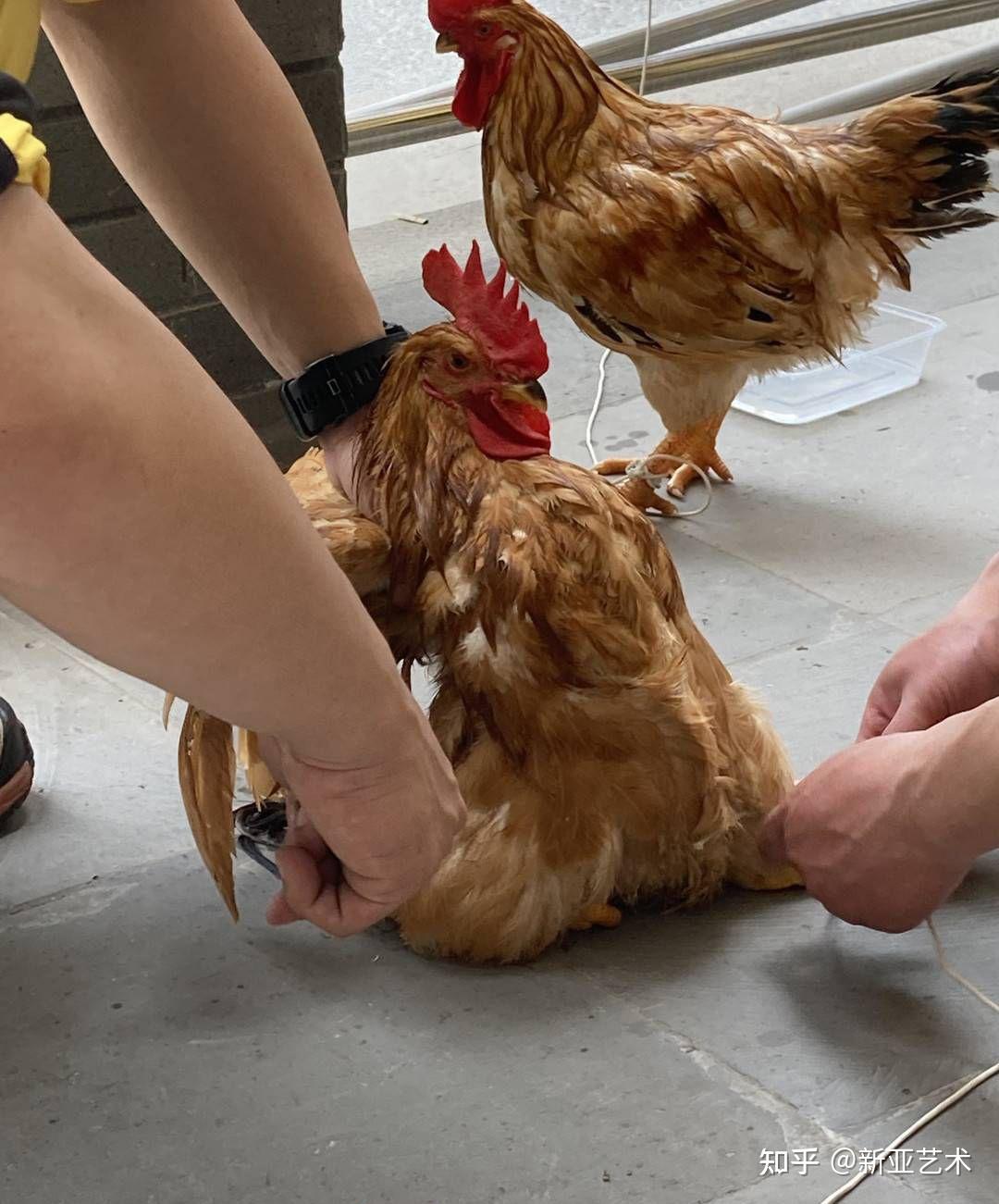 90只鸡的捕豹叙事谁偷走了我们的知情权