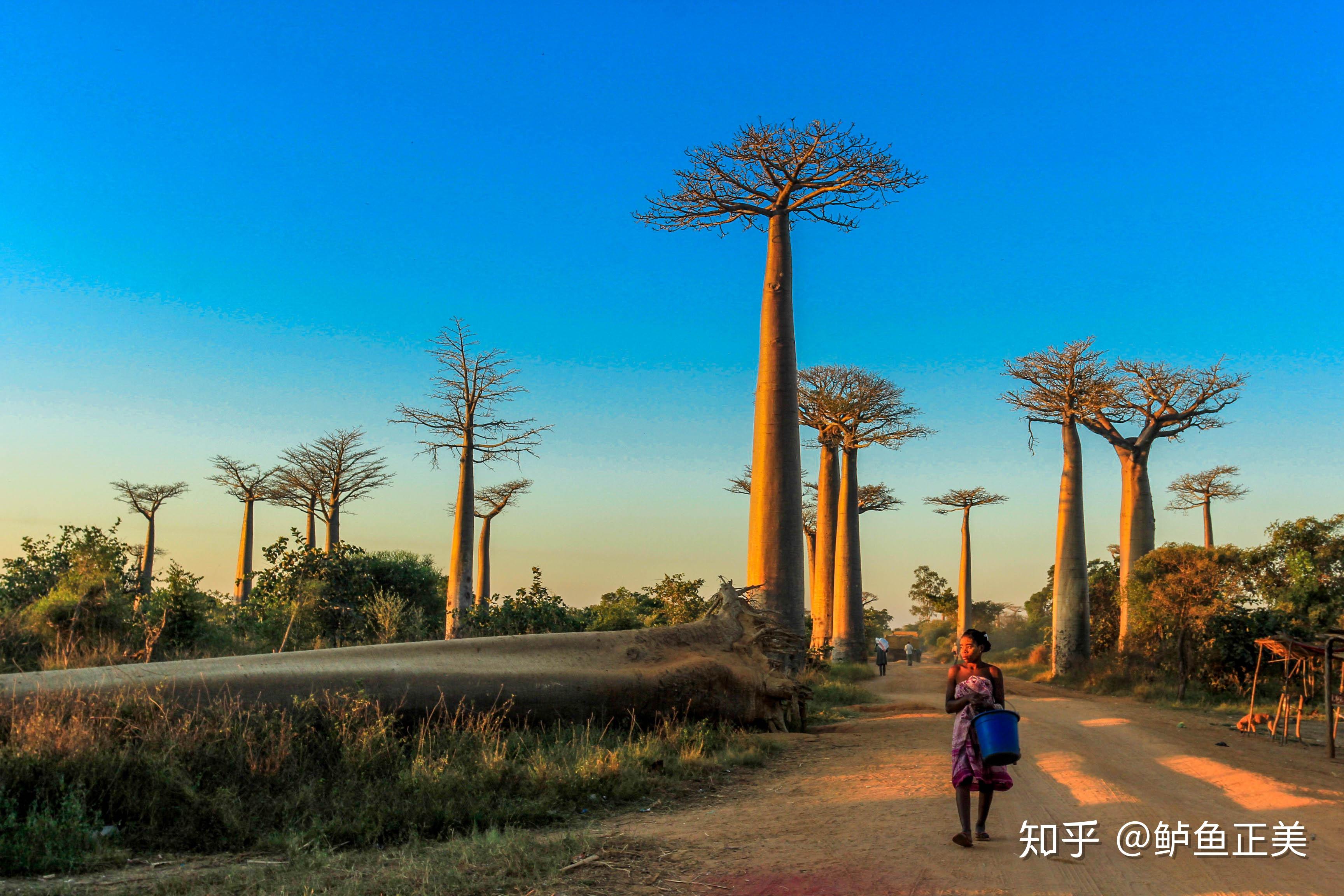 单是冲着“高颜值”的猴面包树，也值得去马达加斯加一趟 - 知乎