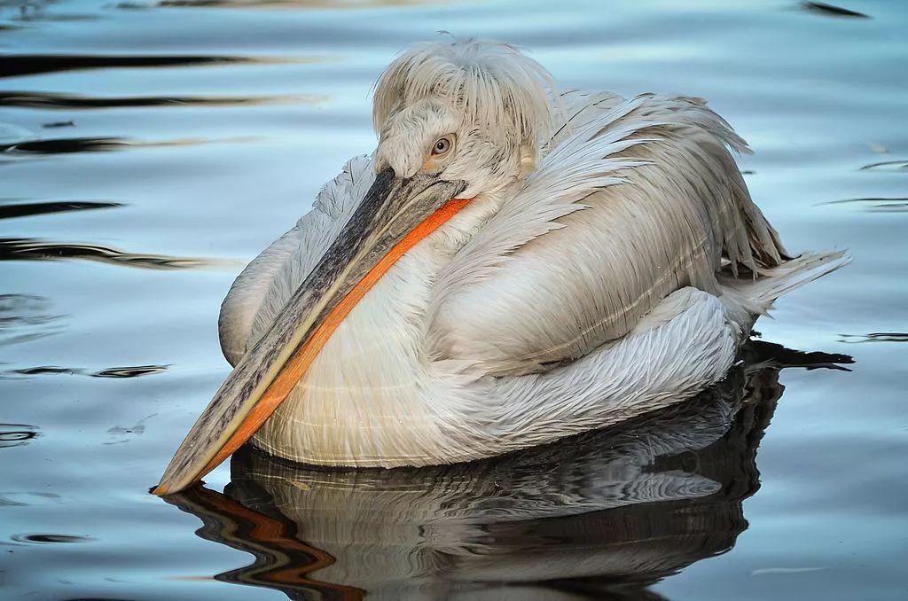 鳥人說鳥1大波浪湯勺嘴這種鵜鶘有點萌