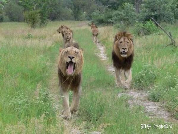 关于狮子的10个冷知识,这些有趣的你可能都不知道! - 知乎