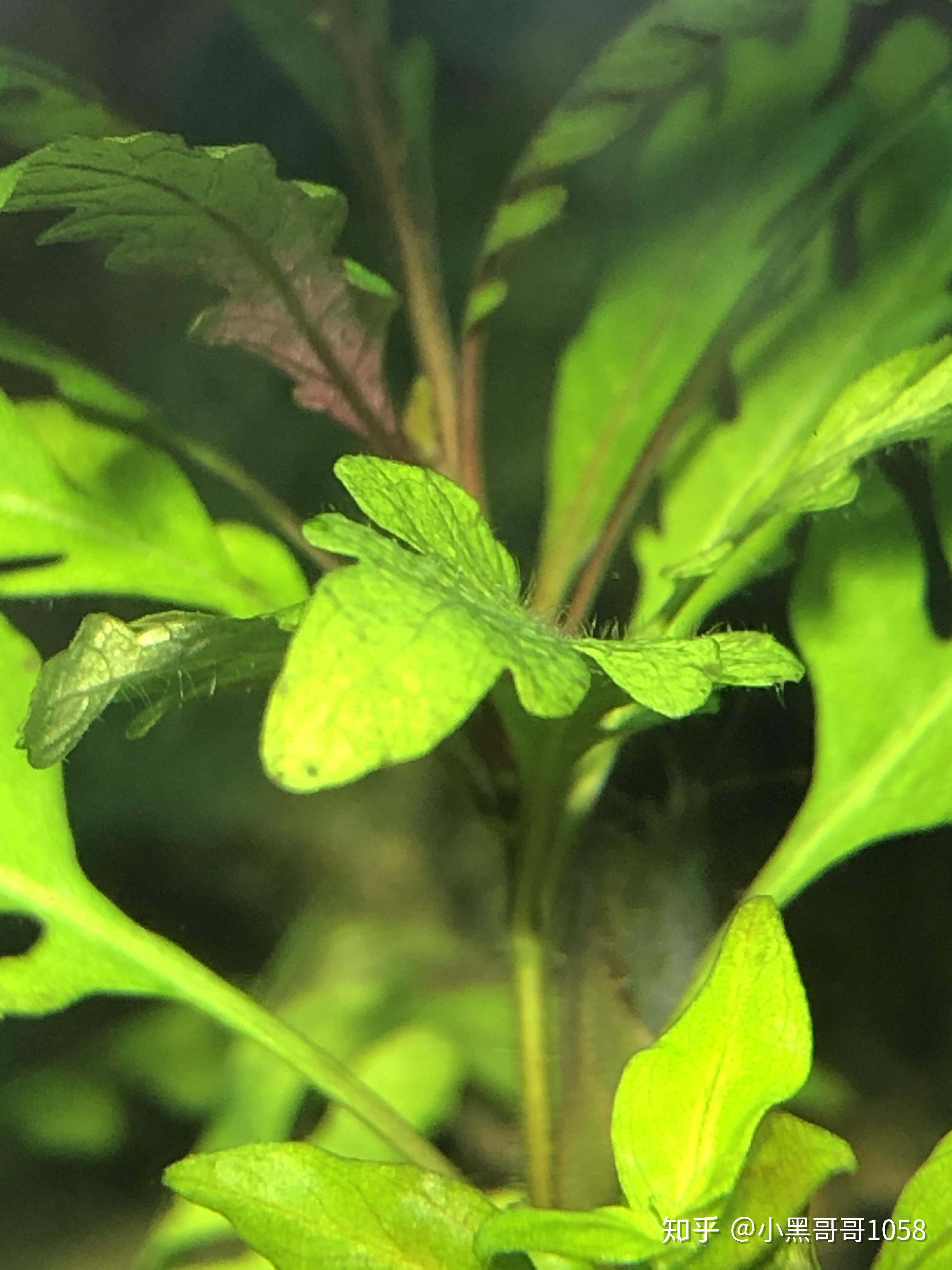 水草羽裂水蓑衣