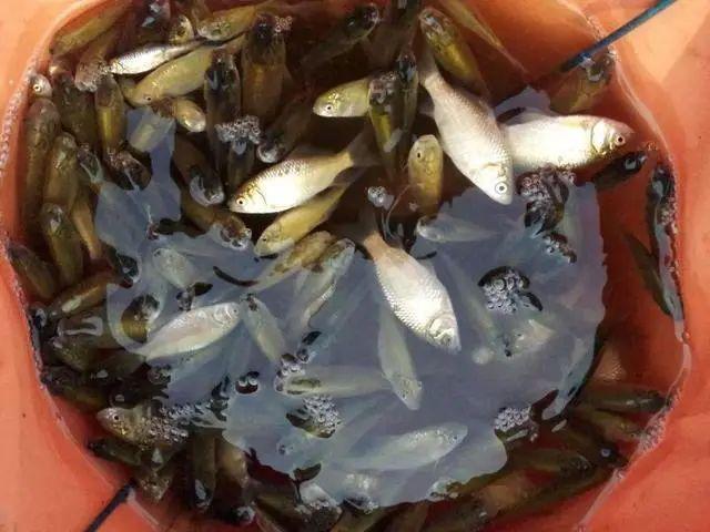 為什麼說野外的鯽魚都是滑魚從調漂思路上分析