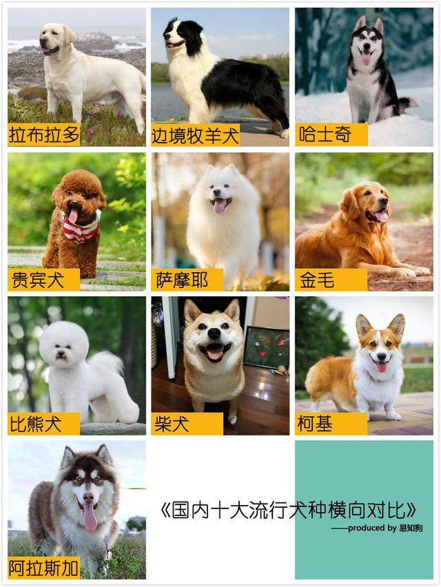 收藏向 国内十大流行犬种对比 第一次养狗 快速找到适合自己的狗狗 知乎