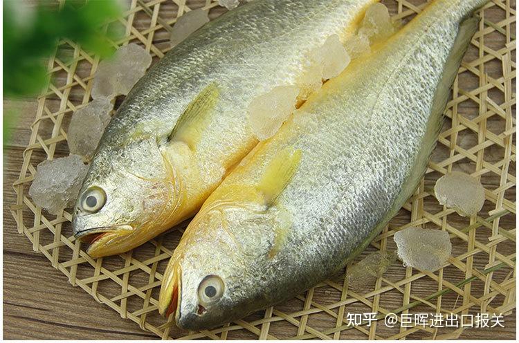 大黄鱼进口清关这样操作可真不错,进口大黄鱼千万不要错过 - 知乎