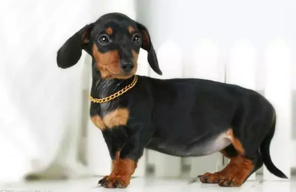 每日一宠腊肠犬
