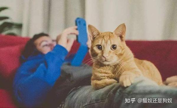 猫界最通“人性”的几种猫,你对它好,它会用生命报答你 - 知乎
