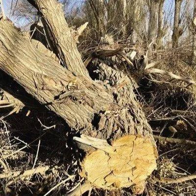 毁林换葡萄敦煌万亩沙漠防护林遭剃光头式砍伐