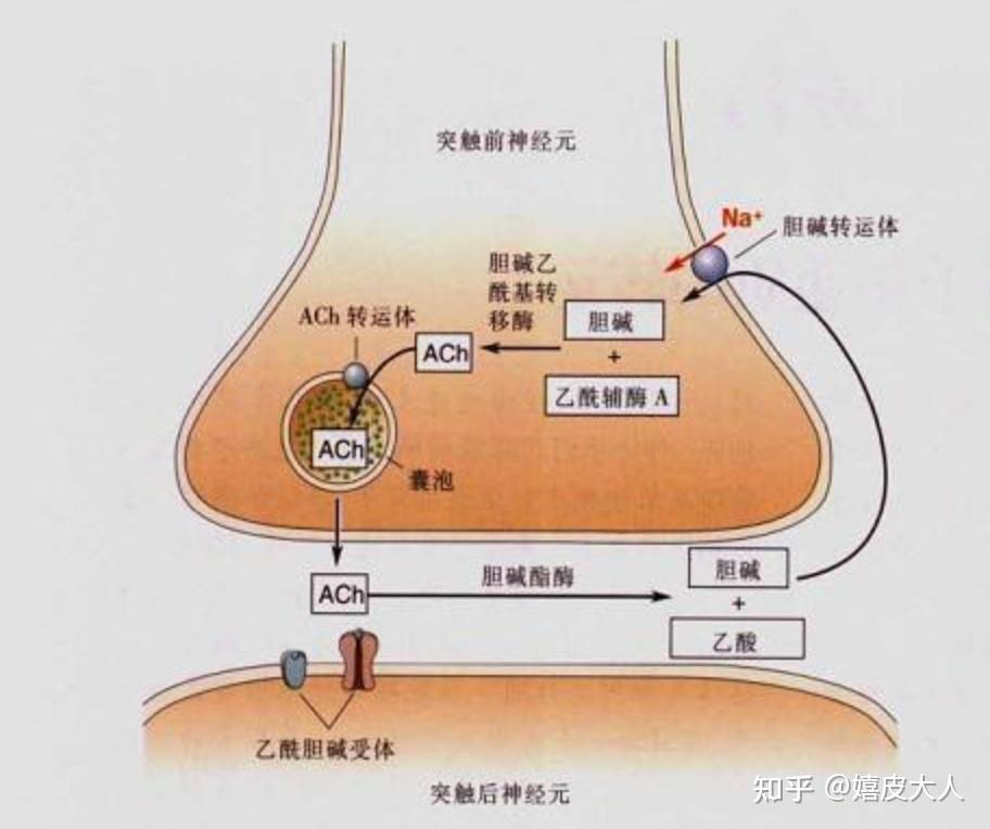 神经肌肉接头 示意图图片