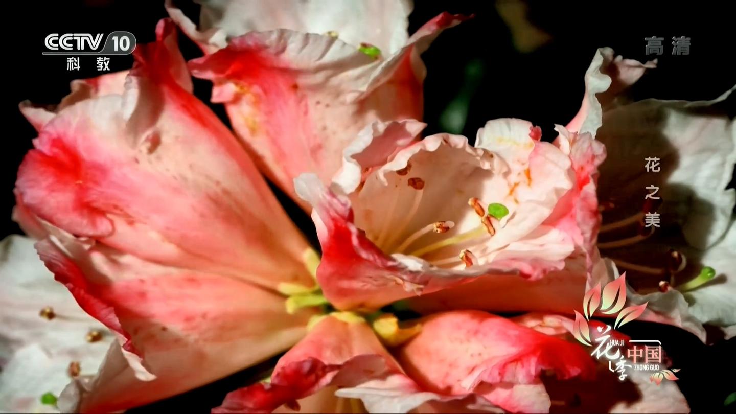 纪录片花季中国3 花之美令人惊叹的美丽花卉 知乎