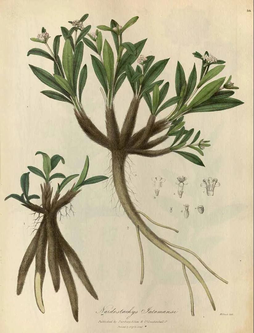 嘉芳园 芳疗师 大部分的人说起穗甘松精油,都会