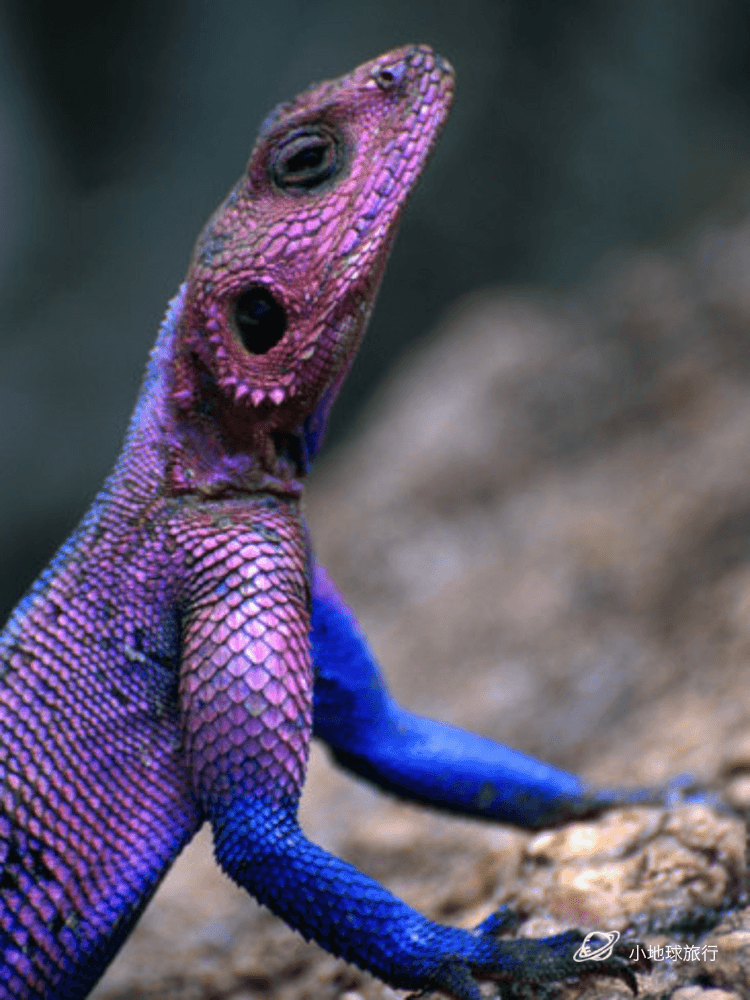 盘点地球上10个外形最酷的蜥蜴全球小众旅行目的地