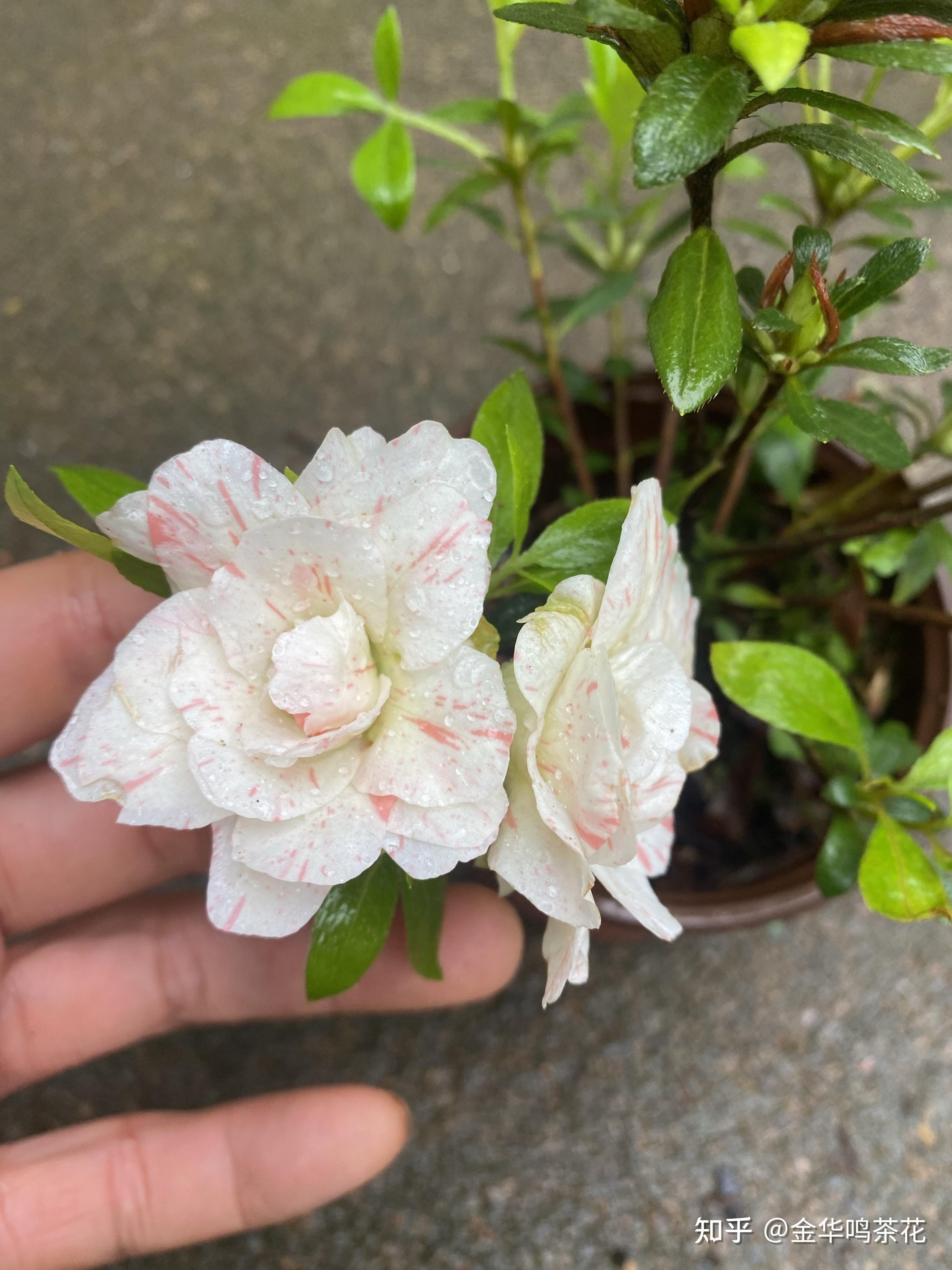 五宝绿珠杜鹃开始开花了