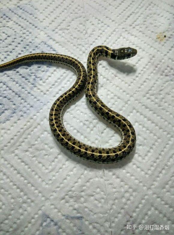 小谈草原束带蛇 - 知乎