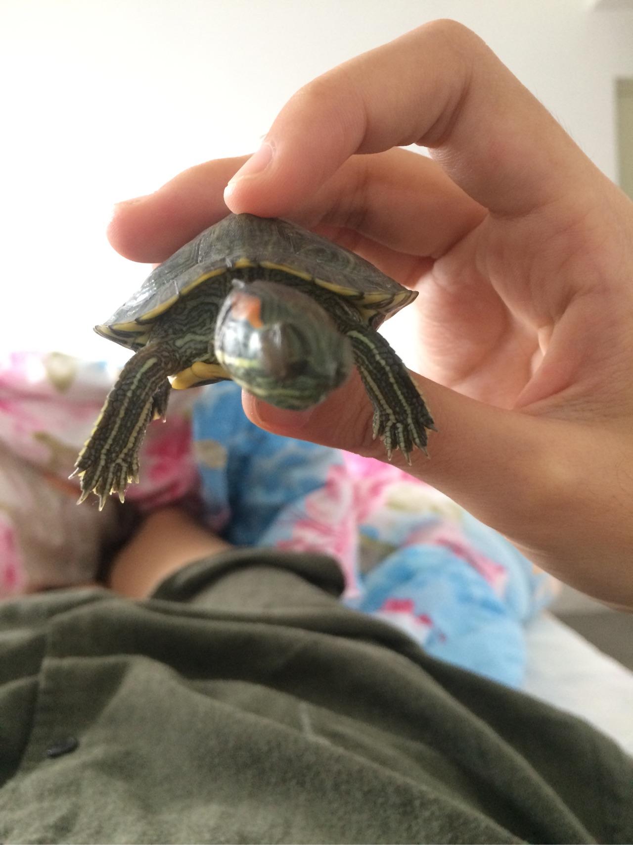 我的乌龟不吃食,眼睛有点肿,怎么办? - 宠物 - 知