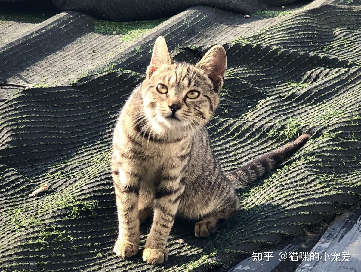 中国纯种猫图片