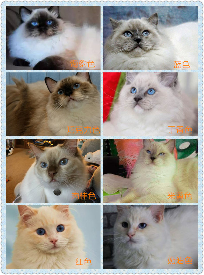 布偶猫花纹分类图片