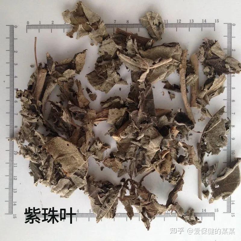 一起来看止血药之收敛止血药紫珠叶