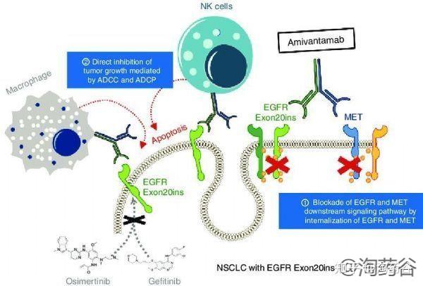 EGFRex20ins+非小细胞肺癌靶向药RYBREVANT (amivantamab-vmjw)中文说明书 - 知乎
