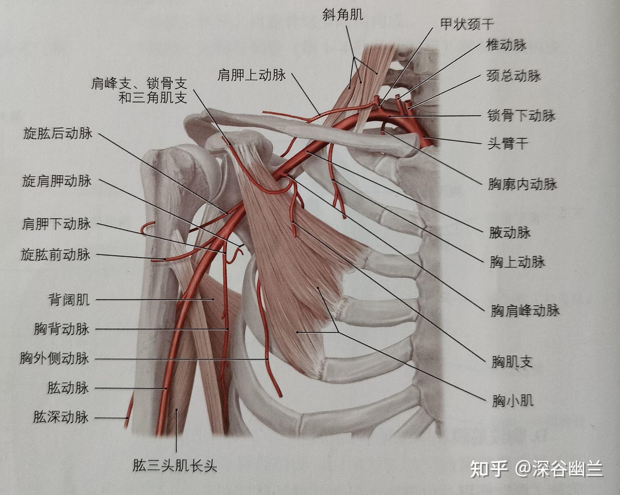 腋动脉的分段及分支图片