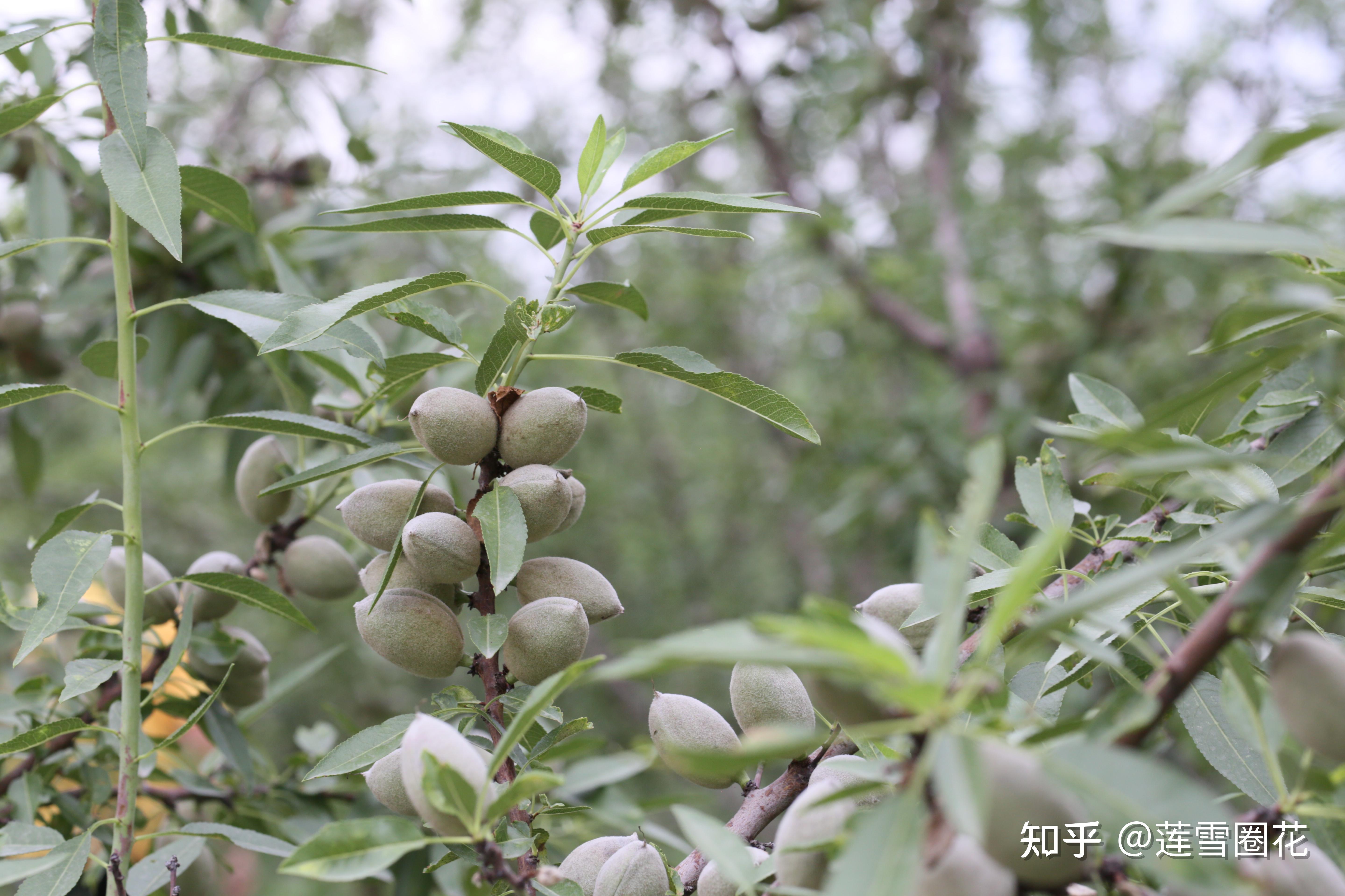 哪里的巴旦木树苗好每亩产量多少江苏适合种植巴旦木苗木吗