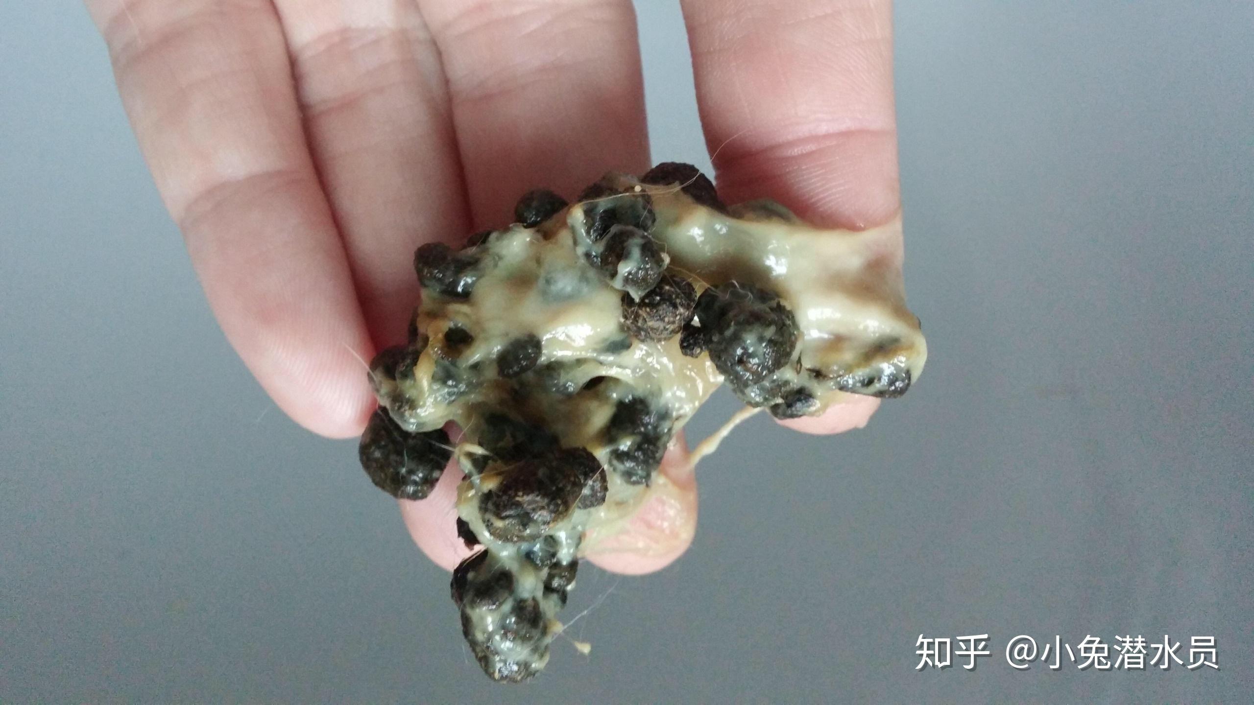 便便里的粘稠物 mucous in poops