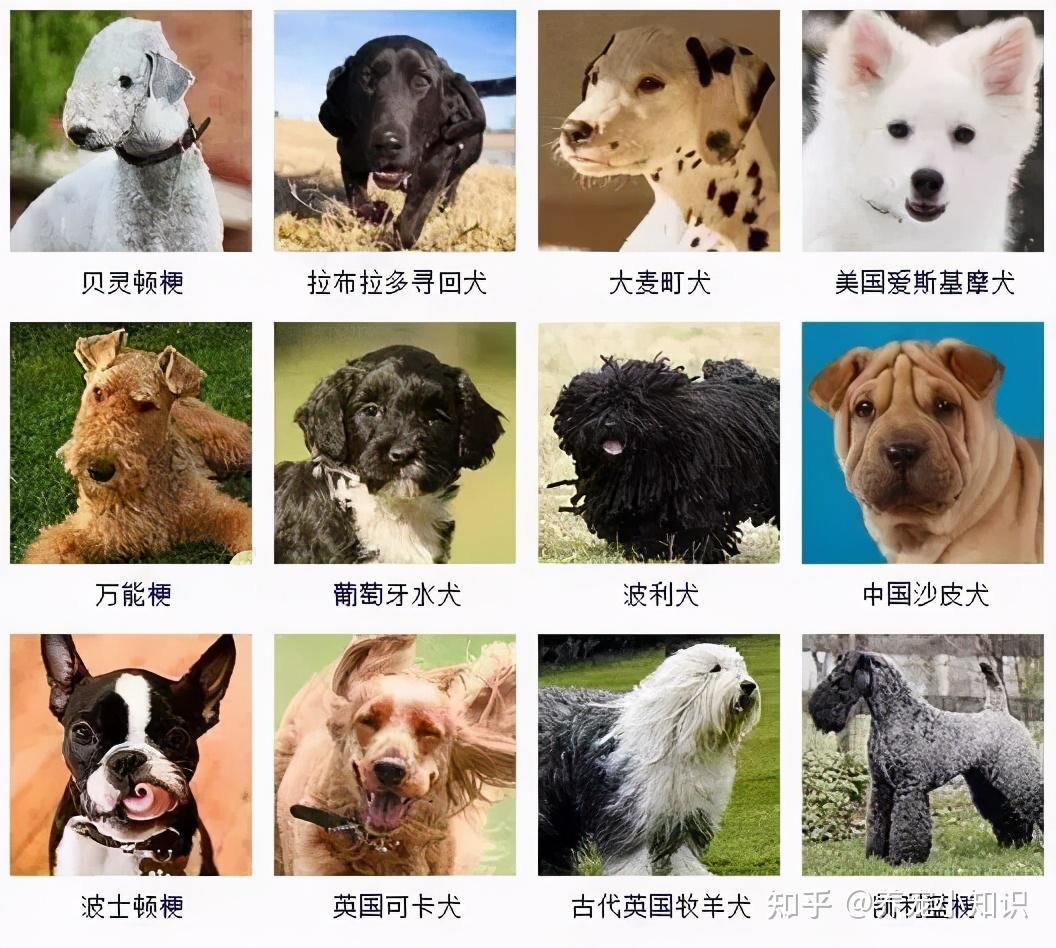 养品种犬，居然还有这些遗传病，你都清楚吗？ - 知乎