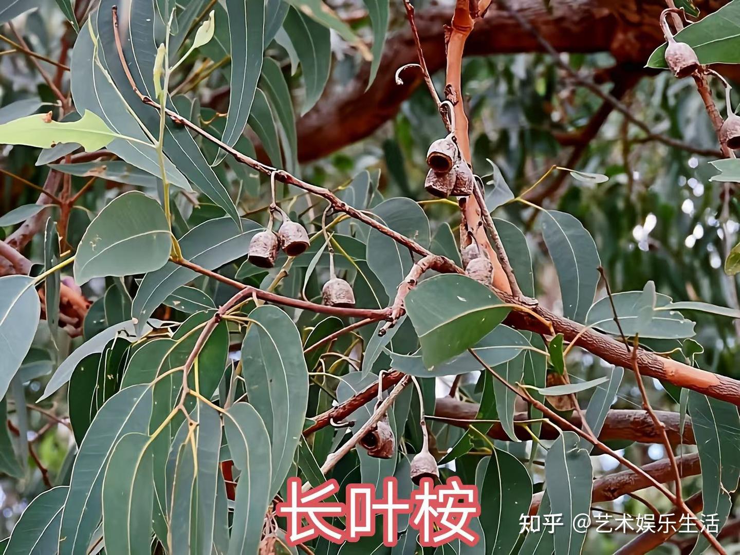 桉树的种类有哪些 - 知乎