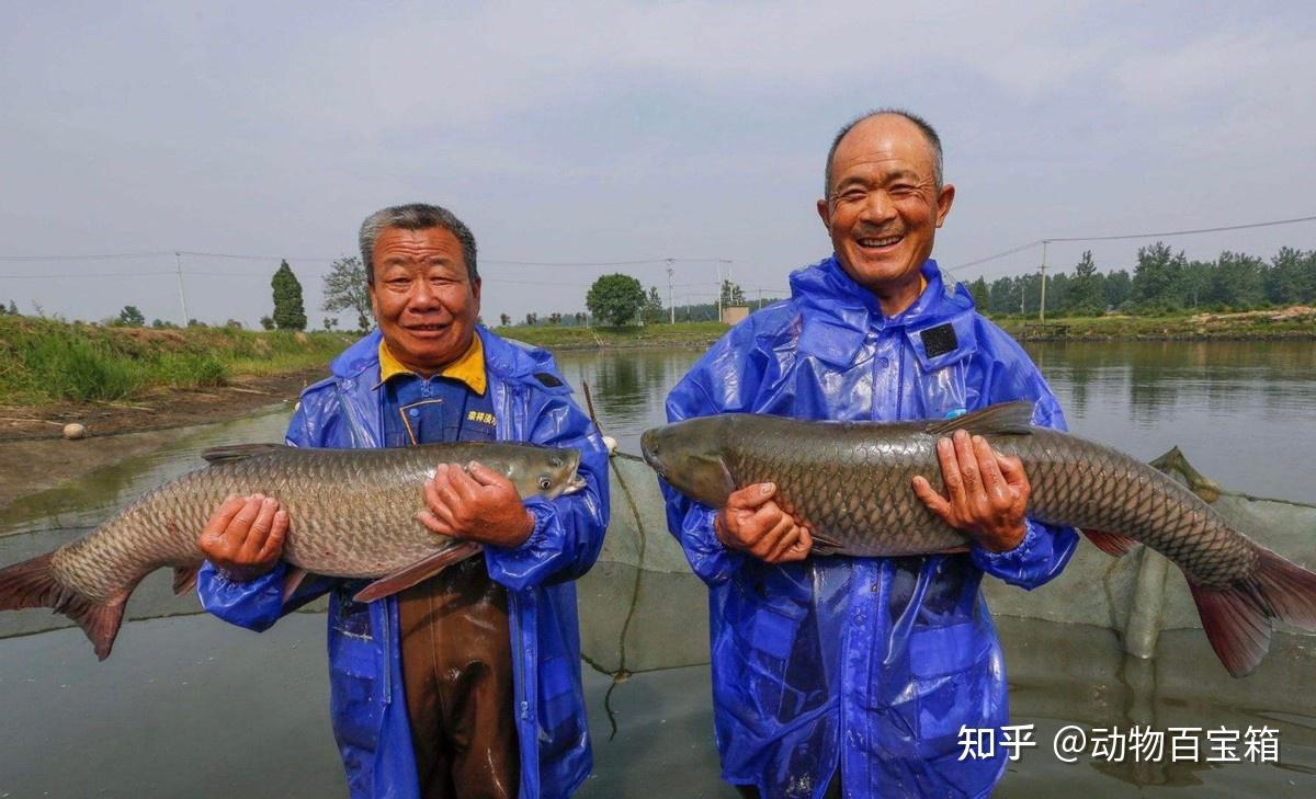 体大味美的青鱼,为何会有“索命鱼”之称?它究竟可怕在哪里 - 知乎