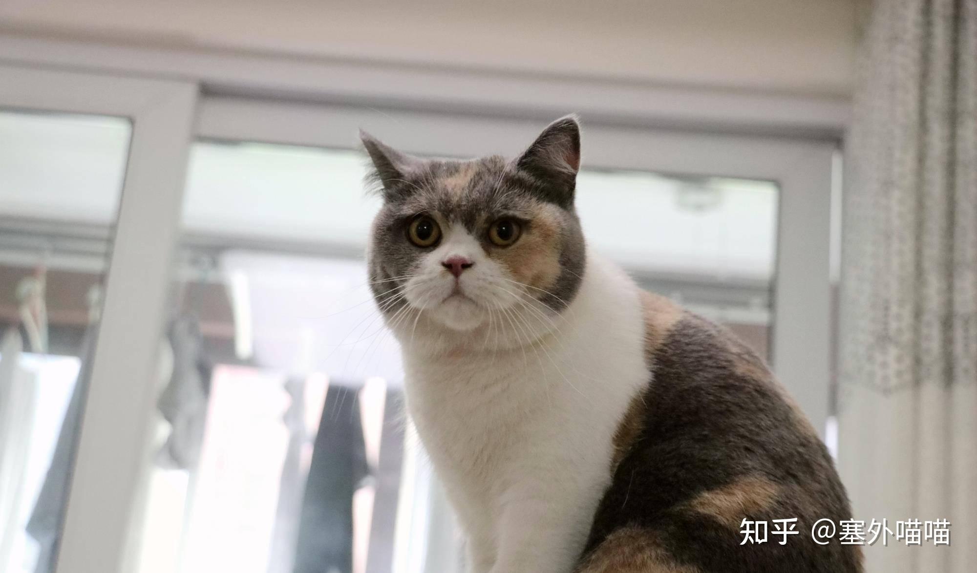 三花猫是公猫还是母猫：这里有最科学的解答！ - 知乎