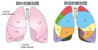 肺上叶 zhuanlan.zhihu.com