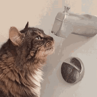 猫为什么会在人上厕所时跟着去? 24 v2 e63a6d6aeba2c2d1932dd095b158a12e 720w
