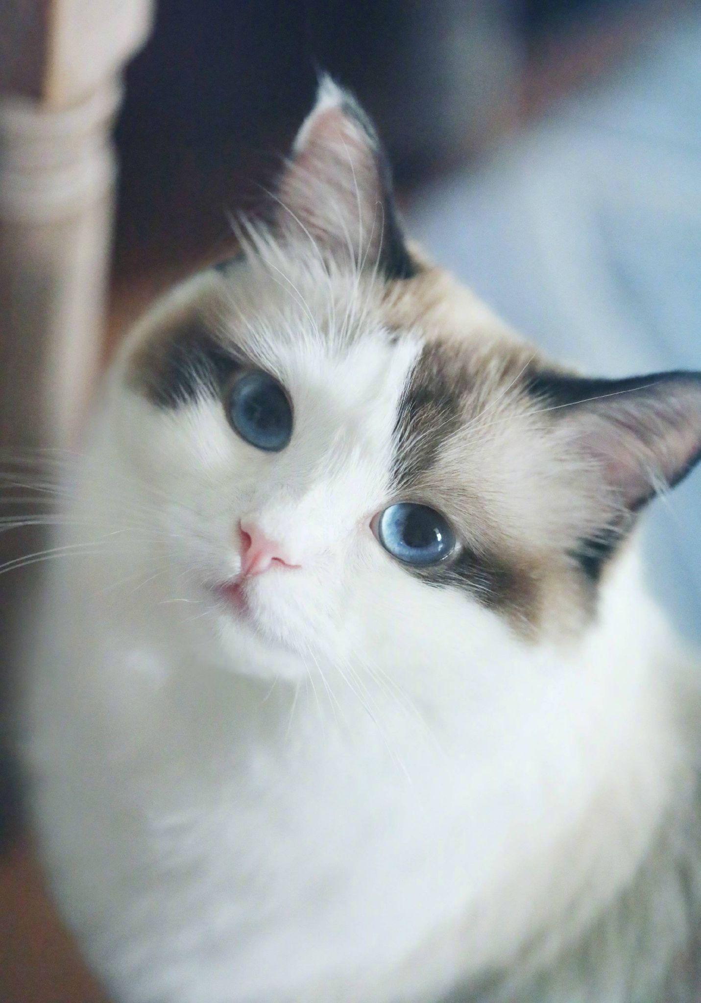 有哪些好看的猫咪壁纸或头像? - 知乎