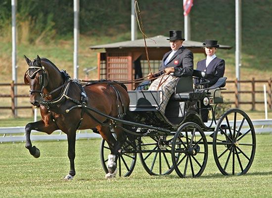 看完《宾虚》马车大战,聊聊现代马车比赛 - 知乎