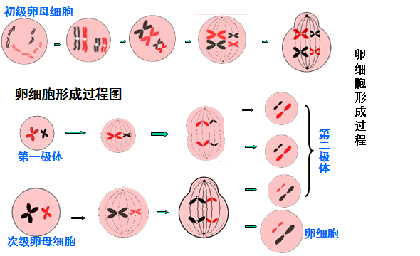 精卵细胞形成过程图图片