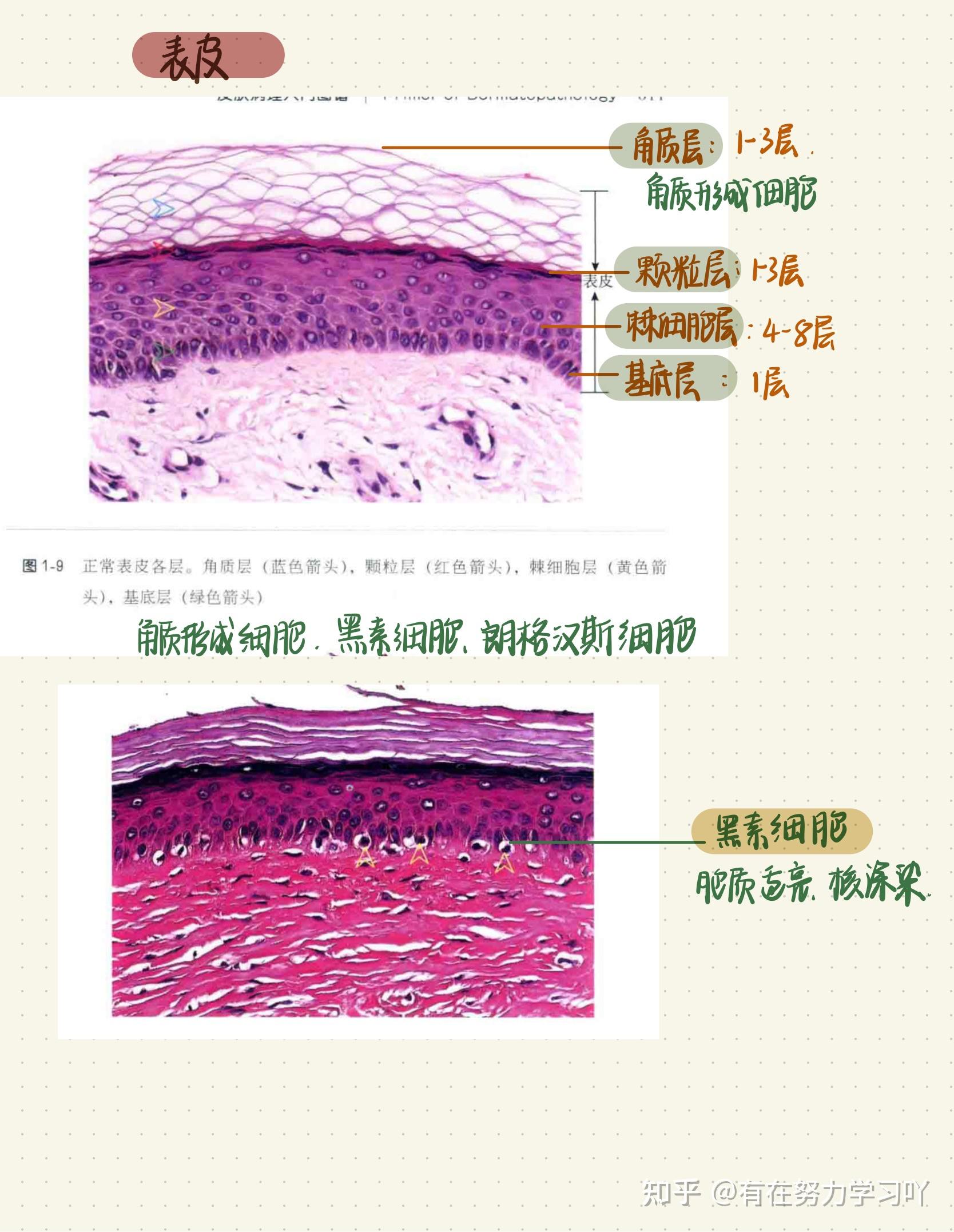 人体皮肤纵切片图解图片