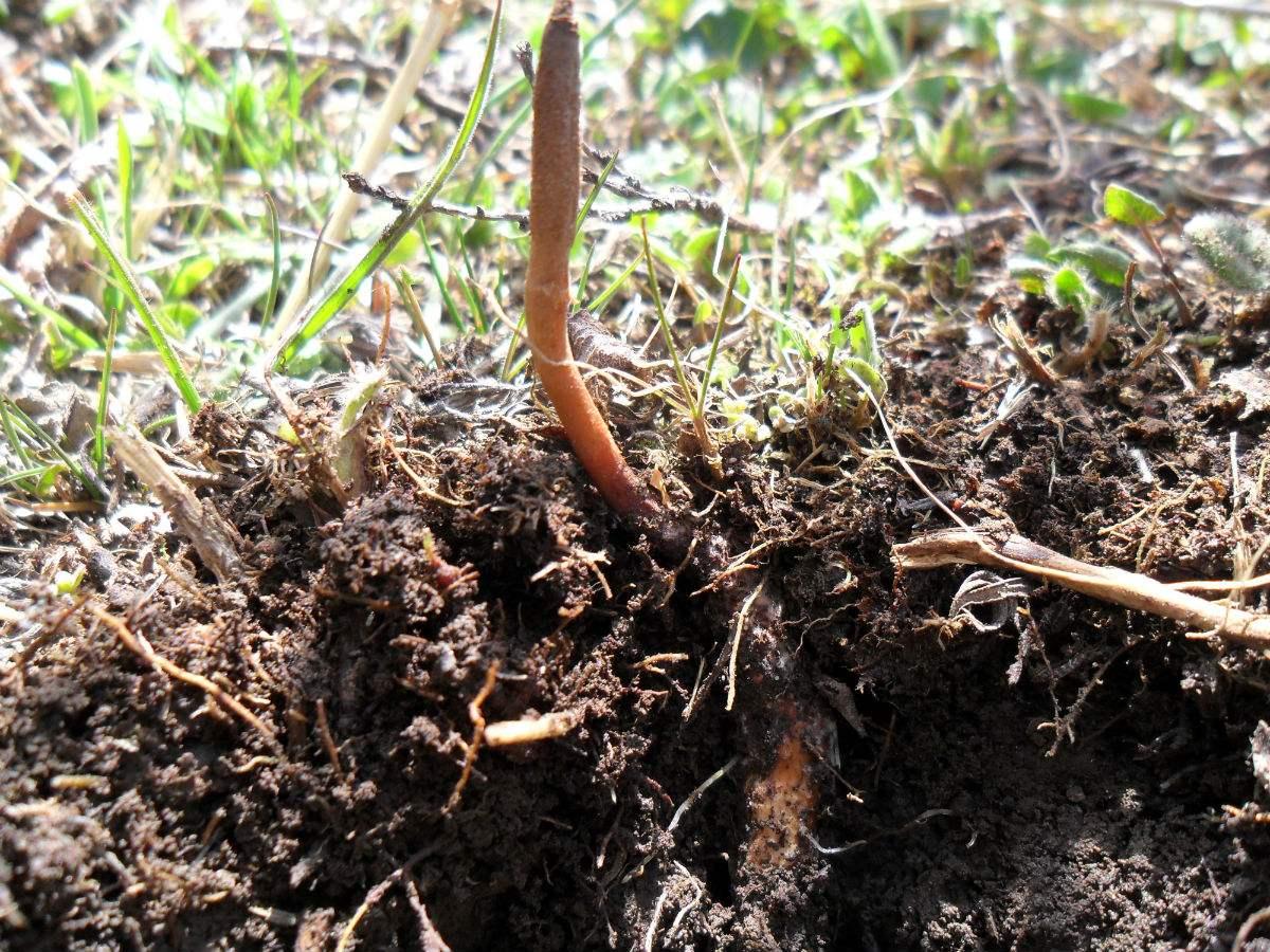 冬虫夏草中有价值的有效成分是什么