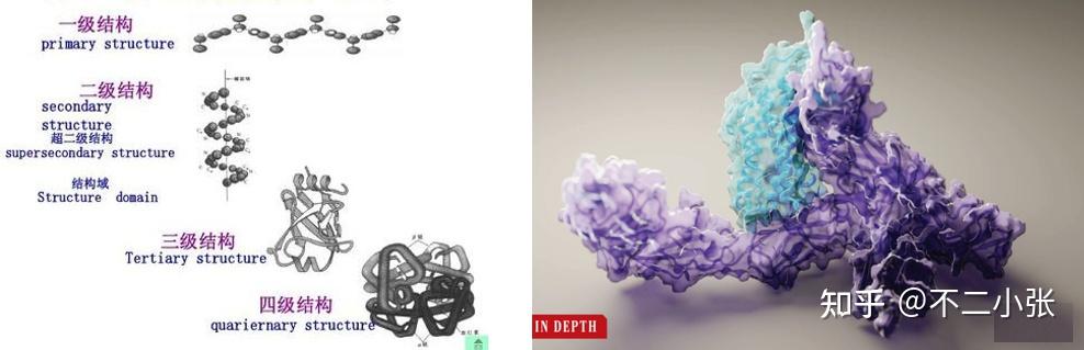基于AlphaFold2进行蛋白质结构预测的文章解析 - 知乎