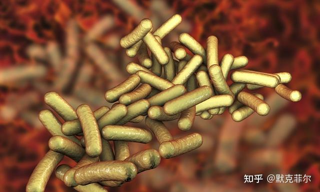 知道么你家洗碗机竟然是细菌培养皿