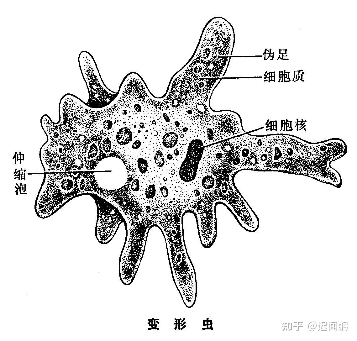 例如变形虫和草履虫的远祖原来都是具有叶绿体的鞭毛生物,但发展到