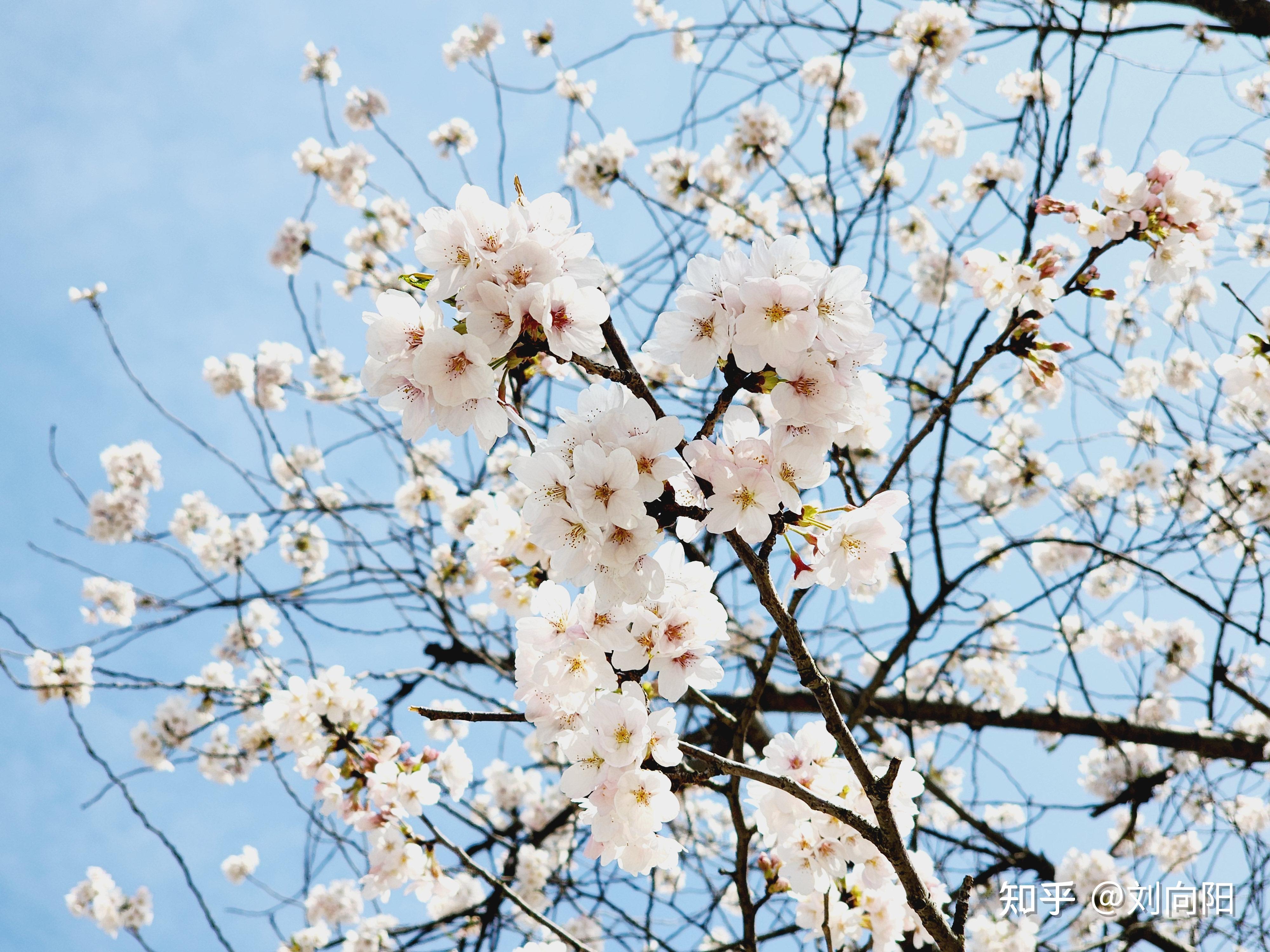 上海高东樱花园图片