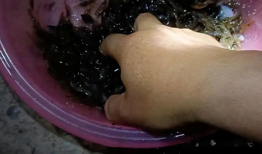 钓鱼变钓虾浙江男子夜钓遭遇河虾包围网友上抄网