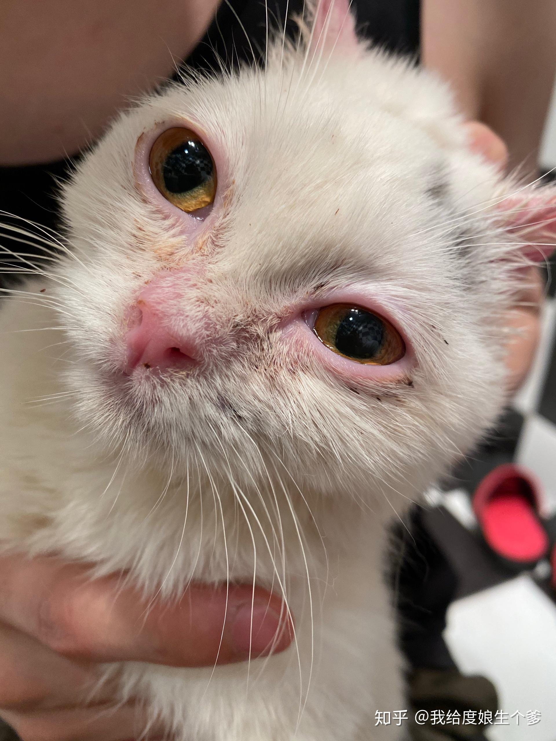 严重猫鼻支,衣原体感染,严重猫藓,尾尖露骨.