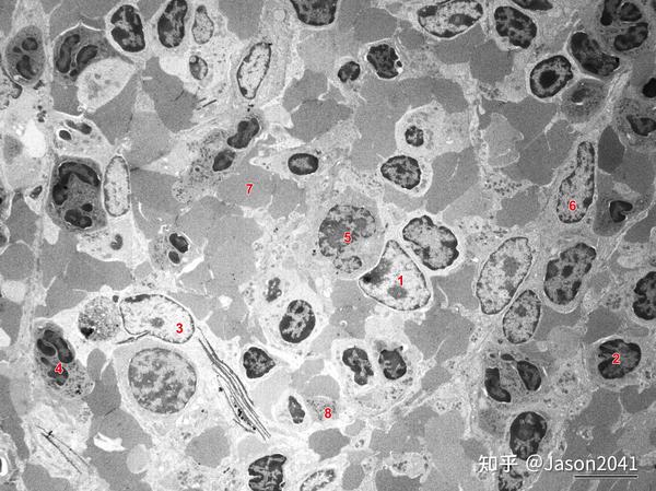 脾的组织结构 - 知乎