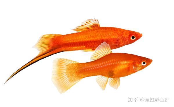 红剑鱼该怎么养？从这10个方面入手，哪怕你是新手也能养好 - 知乎
